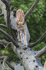 Lynx balances on tree trunk