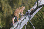 Lynx balances on tree trunk