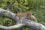 Lynx balances on tree trunk