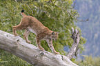 Lynx balances on tree trunk