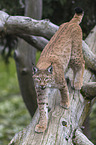 Lynx balances on tree trunk