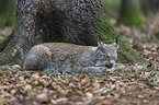 young lynx