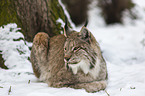 Lynx in the snow