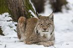 Lynx in the snow