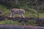 Lynx balances on tree trunk