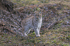 young lynx