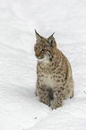 Lynx in the snow