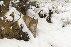Lynx in the snow