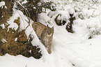 Lynx in the snow