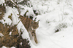Lynx in the snow