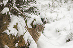 Lynx in the snow