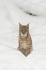 Lynx in the snow