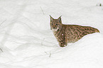 Lynx in the snow