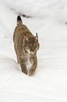 Lynx in the snow