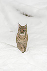 Lynx in the snow
