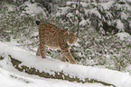 Lynx in the snow