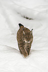 Lynx in the snow