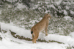 Lynx in the snow