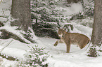 Lynx in the snow