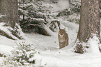 Lynx in the snow