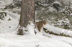 Lynx in the snow