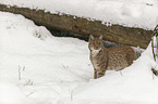 Lynx in the snow