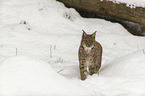 Lynx in the snow