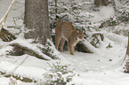 Lynx in the snow