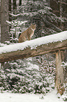 Lynx in the snow