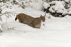 Lynx in the snow