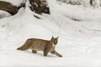 Lynx in the snow