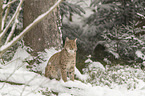 Lynx in the snow