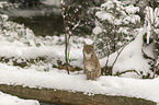 Lynx in the snow