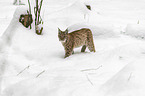 Lynx in the snow