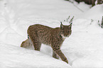 Lynx in the snow