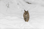 Lynx in the snow