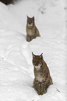 Lynxes in the snow