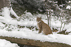 Lynx in the snow