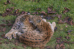 lying Eurasian Lynx