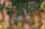 lying Eurasian Lynx