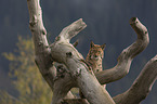sitting Eurasian Lynx