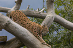 Eurasian Lynx on the branch