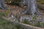 walking Eurasian Lynx