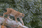 walking Eurasian Lynx