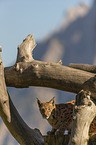 sitting Eurasian Lynx