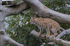 walking Eurasian Lynx