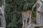 standing Eurasian Lynx
