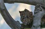 sitting Eurasian Lynx