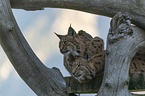sitting Eurasian Lynx