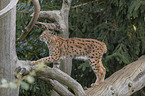 walking Eurasian Lynx